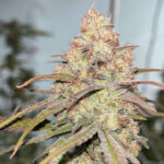 Thumbnail for McFlurry seeds 88 89 90 5 seeds - Gelato Seeds