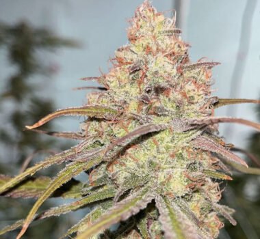 Mc Flurry feminized cannabis seeds strain