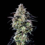 Mimosa Cake Auto seeds for sale