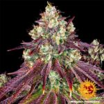 Mimosa strain. Mimosa EVO. Barney's Farm.