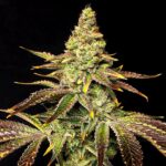 Mint Chocolate Chip Cookies Feminized Marijuana Seeds for Sale: Mint Chocolate Chip cookies seeds strain