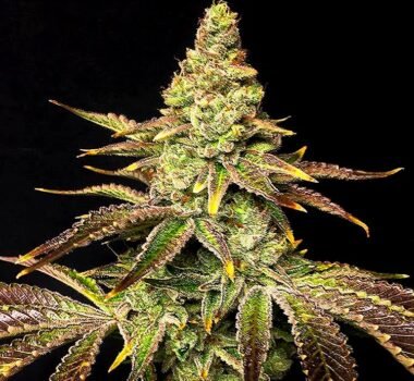 Mint Chocolate Chip cookies seeds strain