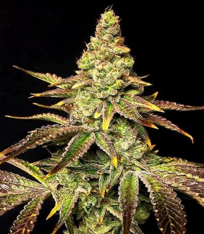 Mint Chocolate Chip cookies seeds strain