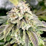 Moonshine Cookies Autoflower