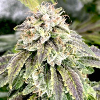 Moonshine Cookies Autoflower