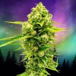 Secret Northern Lights feminized. cannabis seeds for sale