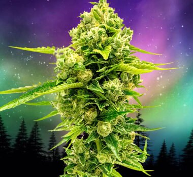 Secret Northern Lights feminized. cannabis seeds for sale