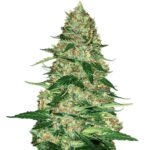 Northern Lights Auto seeds for sale- Northern Lights strain