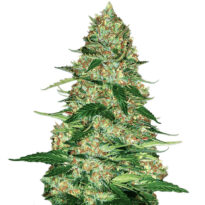 Northern Lights Auto seeds for sale- Northern Lights strain