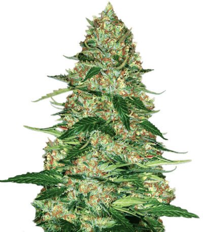 Northern Lights Auto seeds for sale- Northern Lights strain