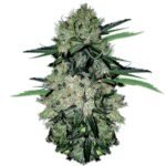 NYC Diesel Autoflower: cannabis seeds for sale