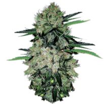 NYC Diesel Autoflower: cannabis seeds for sale