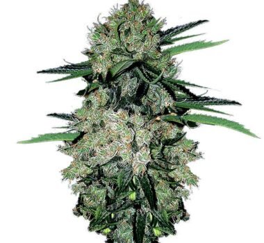 NYC Diesel Autoflower: cannabis seeds for sale