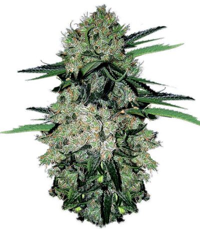 NYC Diesel Autoflower: cannabis seeds for sale