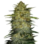 OG Kush Auto seeds for sale
