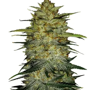 OG Kush Auto seeds for sale