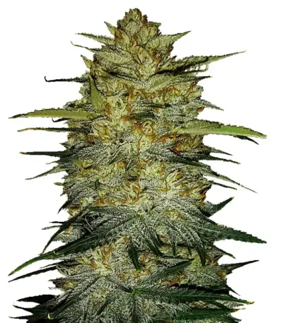 OG Kush Auto seeds for sale