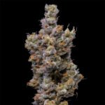 Peach Tea strain bred by Lemonnade from Cookies Seed Bank
