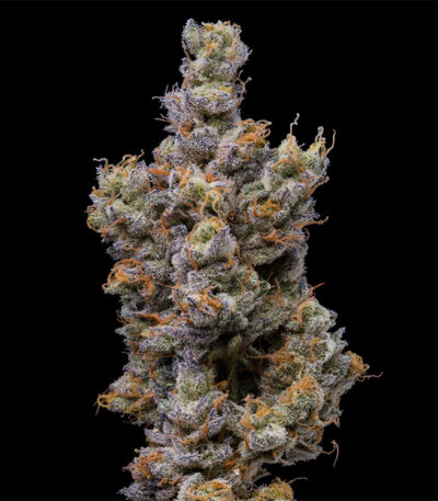 Peach Tea strain bred by Lemonnade from Cookies Seed Bank