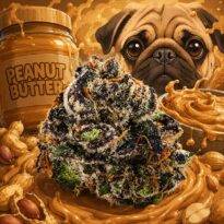 Image of Peanut Butter Breath 89 90 88 5 seeds - Gelato Seeds