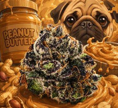 Thumbnail for Peanut Butter Breath 89 90 88 5 seeds - Gelato Seeds