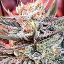 Additional image for Permanent Marker 89 90 88 5 seeds - Gelato Seeds