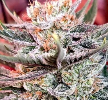 Additional image for Permanent Marker 89 90 88 5 seeds - Gelato Seeds