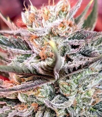 Additional image for Permanent Marker 89 90 88 5 seeds - Gelato Seeds