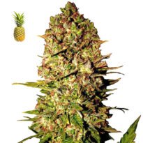 Pineapple Express. Pineapple Express #2 feminized seeds