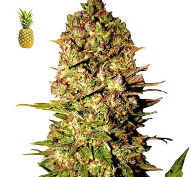 Pineapple Express. Pineapple Express #2 feminized seeds