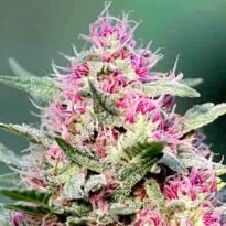 Thumbnail for Pink Rozay 88 89 90 5 seeds - Gelato Seeds