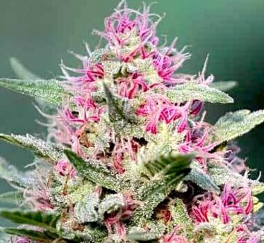 Pink Rozay strain.