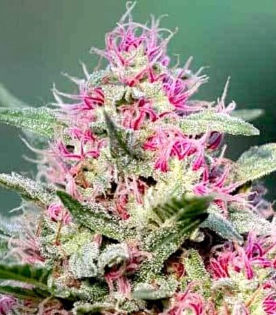 Pink Rozay strain.