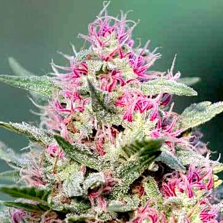 Pink Rozay strain.