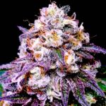 Thumbnail for Pink Runtz 89 90 88 5 seeds - Gelato Seeds