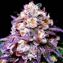 Buy Pink Runtz feminized cannabis seeds