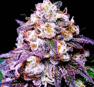 Pink Runtz feminized cannabis seeds for sale