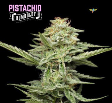 Pistachio strain from Humboldt Seed Organization