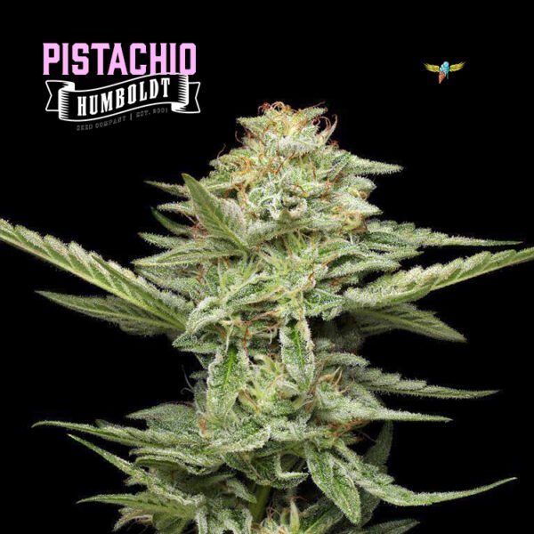 Pistachio strain from Humboldt Seed Organization