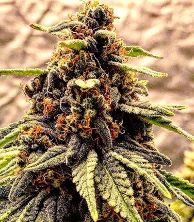 Platinum Cookies strain