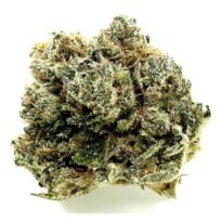 Presidential OG feminized cannabis seeds for sale