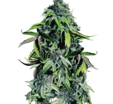 Purple Blueberry cannabis seeds (Crown Royale strain)