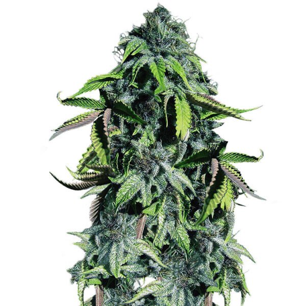 Purple Blueberry cannabis seeds (Crown Royale strain)