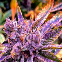 Gorilla Purple Autoflower