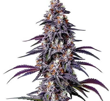 Purple Haze seeds for sale