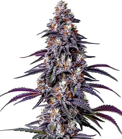 Purple Haze seeds for sale