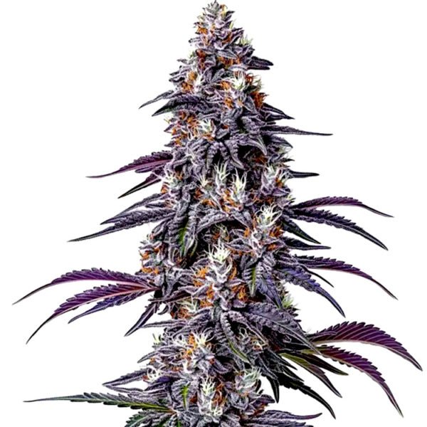 Purple Haze seeds for sale