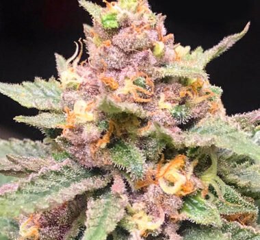 Purple Kush feminized cannabis seeds for sale