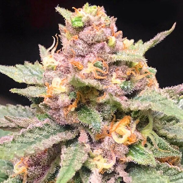 Purple Kush feminized cannabis seeds for sale