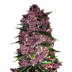 Thumbnail for Purple Lemonade Auto 88 89 90 5 seeds - Gelato Seeds